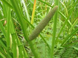 Iđirot, ljekovito bilje, ljekovita biljka, ljekovita svojstva, ozeblina