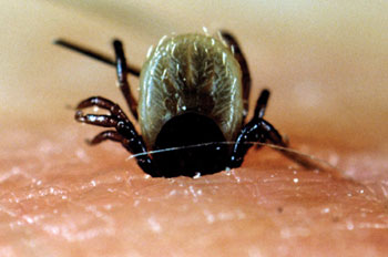 insekti, krpelj, alergijske reakcije, ubod insekta, krpelj, krpelji