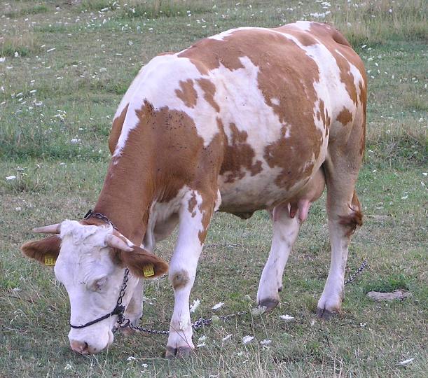 bedrenica, Mađarska, u slučaju izbijanja bedrenice