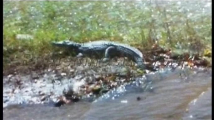 krokodil, otok Kreta, gmaz