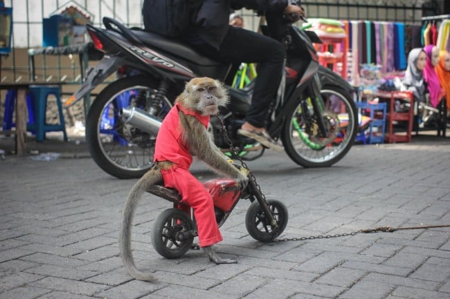 majmuni, motociklo, na dva kotača