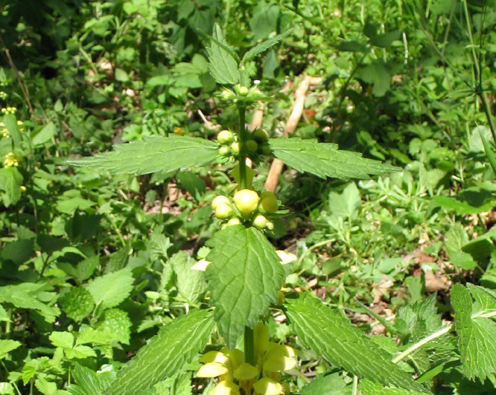 Žuta mrtva kopriva, ljekovita biljka, Ljekovito djelovanje, prehlade mjehura, bubreg, ljekovito bilje, ljekovita biljka, kopriva, kopriva, protiv kostobolje, ljekovito bilje