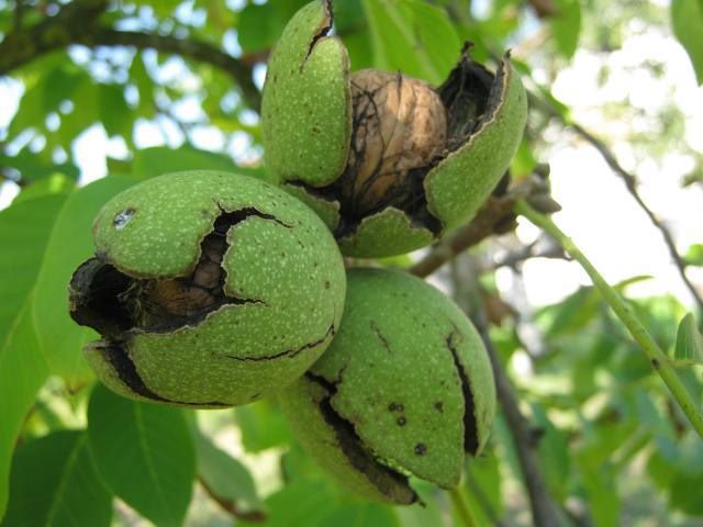 Orahovo drvo, orah, orahova rakija, orah, Sadržaj oraha, ljekovi, ljekovita biljka, ljekovita djelovanja 