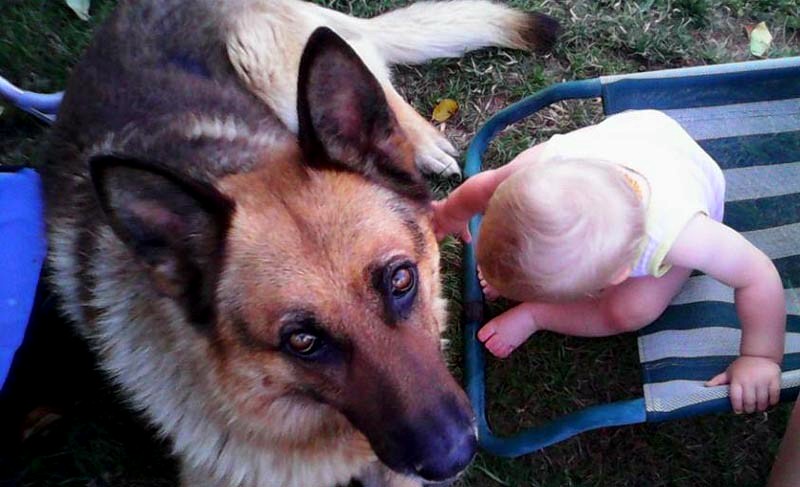 Njemacki ovcar i dijete