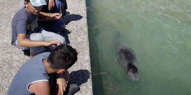 Sredozemna medvjedica