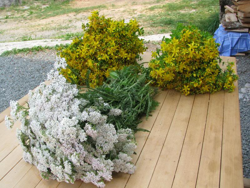 hajdučica, hajdučka trava, stolisnik, ljekovita biljka, Ljekovito djelovanje, problemi klimakterija, ljekovito bilje, savjeti, korisni savjeti