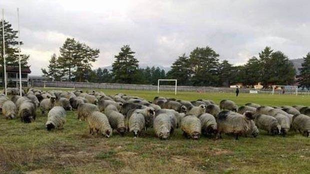 NK Troglav, ovce, poziv