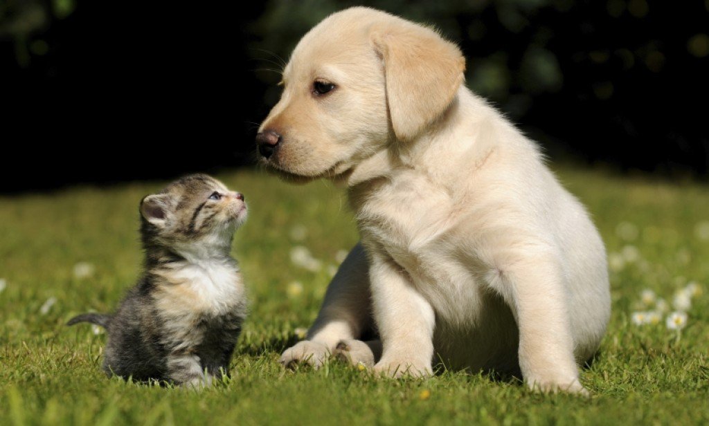 Pas, mačka, kućni ljubimac