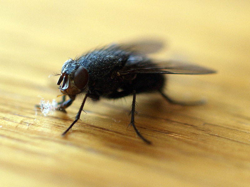 muhe, muhe, načini, muha, hrana, bolest, muha, jelo, hrana