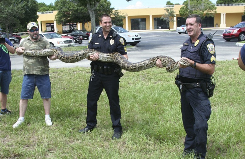 zmija-piton, Florida