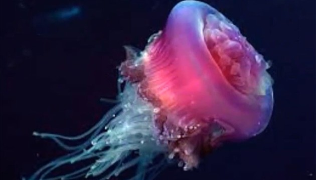 meduza, italija