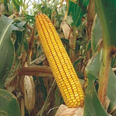 kukuruz, dug i zdrav život, kukuruz, kukuruz, polje, varaždin