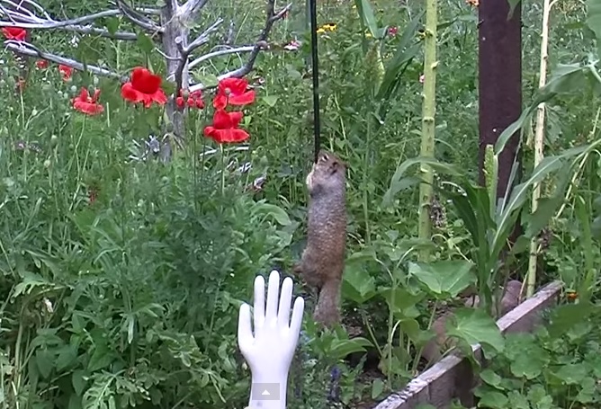 vjeverica , ptičice, vazelin