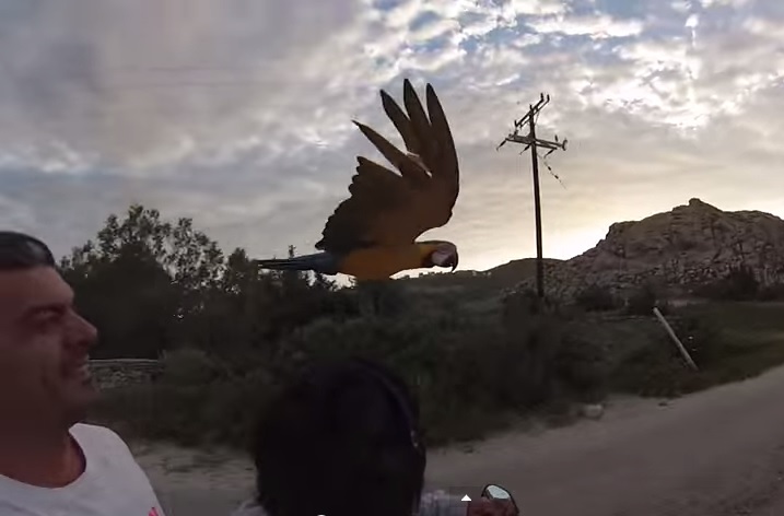 papagaj, utrka, vlasnik