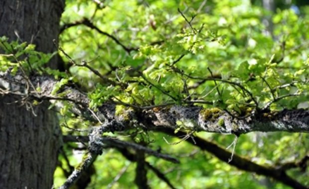 djevojčica, šuma, psić