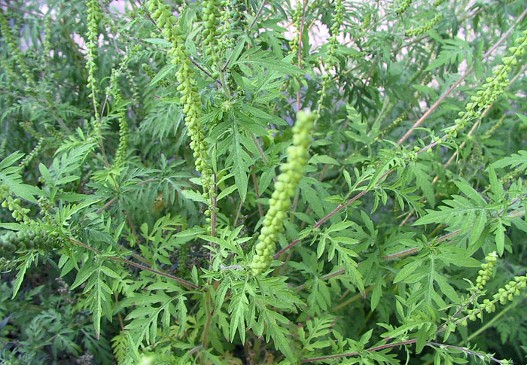 uništavanje, ambrozija