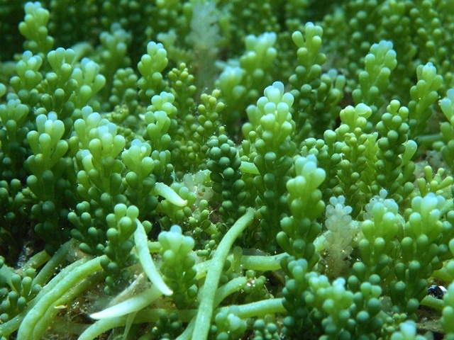 Caulerpa Racemosa, istarsko priobalje, grozdasta kaulerpa, Invazivnost alge
