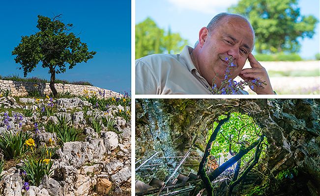 aromatične ljekovite vrste, kadulja, buhač, ružmarin, Histria Aromatica