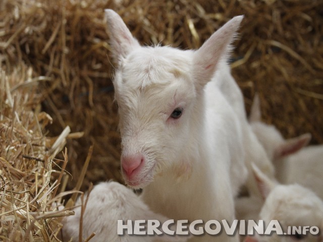 bjelančevine, kozije mlijeko, Hranidbena vrijednost, bogat kalcijem, kalcij, kapronske kiseline, liječi bronhitis, jača imunološki sustav, suzbija alergije, kozje mlijeko, pašnjaci