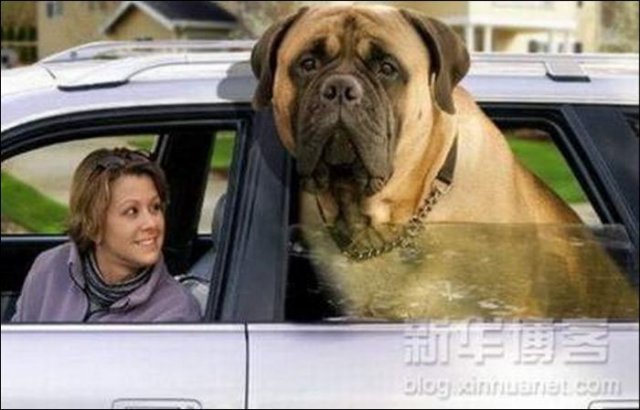 psi, najveći na svijetu
