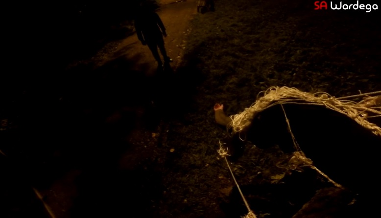 podvala, psić, pauk