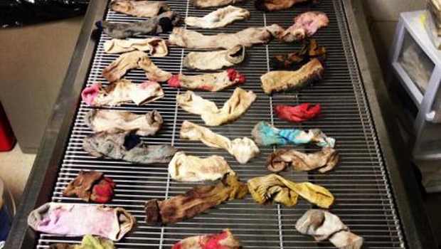 čarape, Pas, perilica