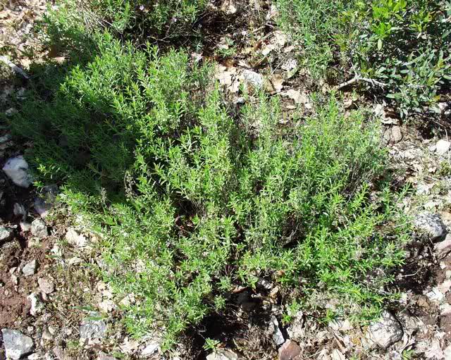 ljekovita svojstva, ljekovita biljka, aromatične ljekovite vrste, ljekovito bilje