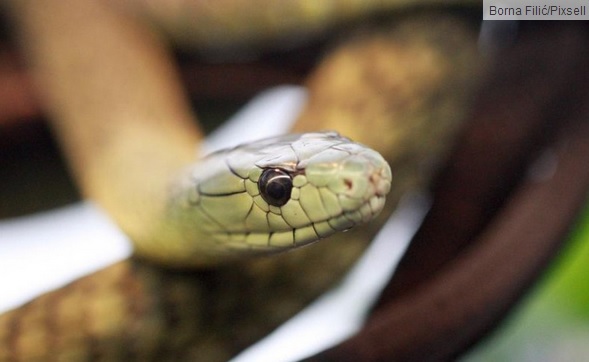 Ivan Majdak, kuverta, zmija, ugriz, zmija, oprez, zmija, krevet