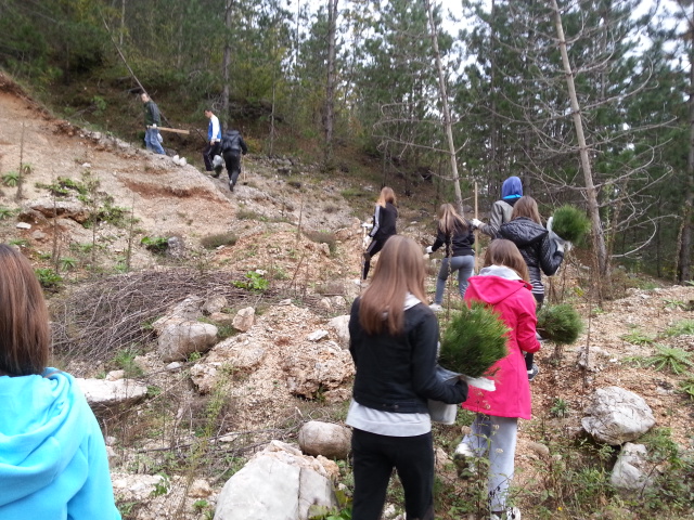 sadnice, BIH, let s go