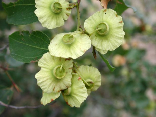 Drača, ljekovito bilje, ljekovita svojstva, ljekovita djelovanja , Čaj od drače