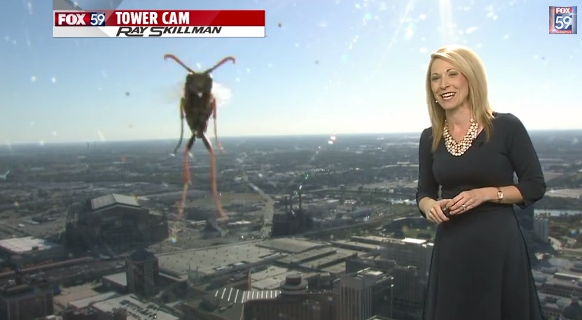 insekti, meteorologinja