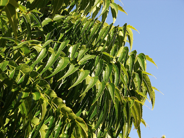 prirodna medicina, Ayurveda, najstariji wellness, neem, biljka 21. stoljeća