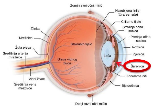 oko, gornja i donja vjeđa, trepavice, Obrve, upale sluznica, Suzni kanal