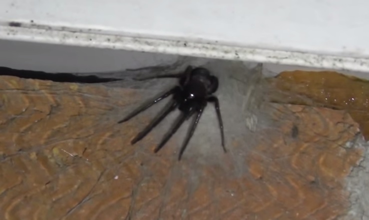 cjevasti pauk, Wales