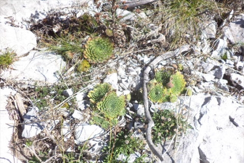 Čuvarkuća, Hercegovina