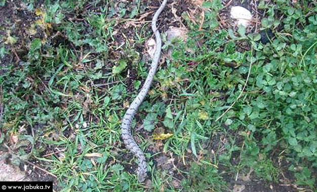 Široki Brijeg, poskok, studeni