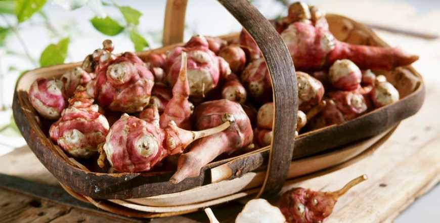 Čičoka, recepti, zdravlje