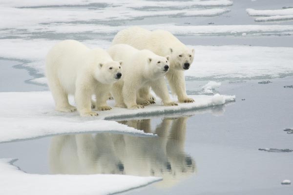 polarni medvjedi