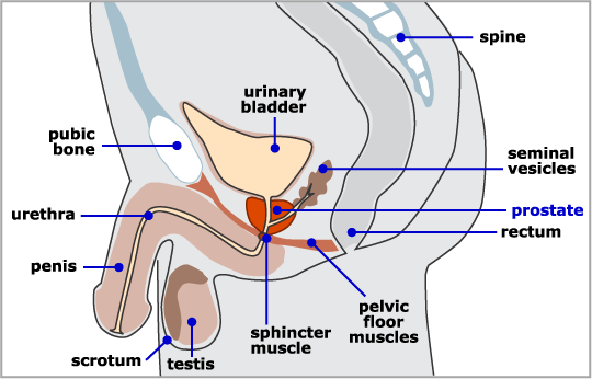 prostata, zdravlje prostate, opasnost od raka prostate, rak prostate, istraživanje, opasnost od raka prostate, prostata, rak prostate, soda bikarbona, prostata, rak na prostati