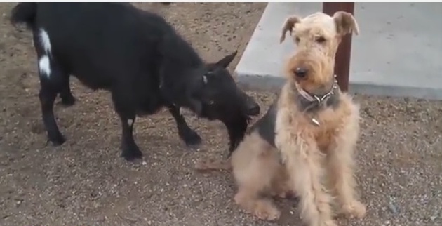 smijeh, životinje, ‘tv životinje', video nadzor, video