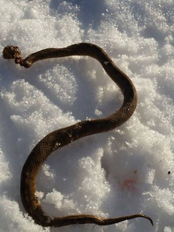 Tomislavgrad, poskok, snijeg