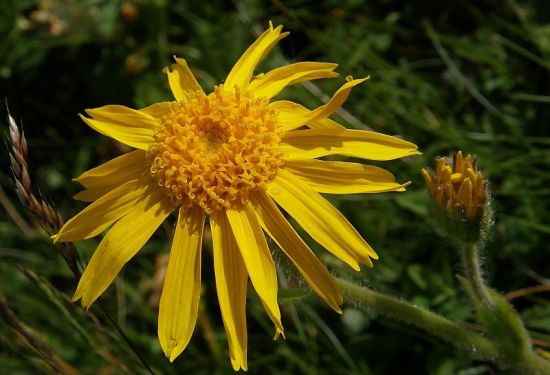 Brđanka, žutika trpka , ljekovito bilje, pučka medicina, bolesti jetre i žuči, za liječenje reume, reuma, reumatske bolesti
