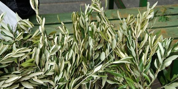 maslinove grančice, List masline, herpes, tuberkuloza, Gonoreja, antivirusno i antibakterijsko djelovanje