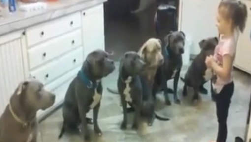 6 pit-bullova, 4-godišnja djevojčica, čovjek i pas