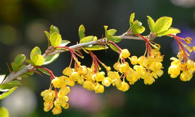 Žutika, ljekovita svojstva, ljekovita biljka, pučka medicina, Esherichia coli, lijenosti crijeva, bolesti bubrega, bolesti slezene, bolesti jetre i žuči