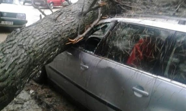 Bijeli Brijeg, stablo, automobili