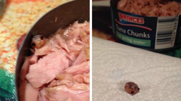 konzerva, čudno stvorenje