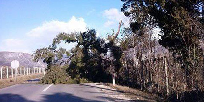 Mostar, blagaj, stablo