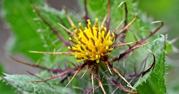 blaženi čkalj, upala bubrega, oboljenja žuči i jetre, čišćenje krvi, probavne smetnje, otrovne biljke, štetno djelovanje, štetnost prečestog korištenja