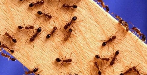 mravi, kućanski trikovi, mravi
